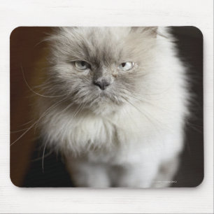 Mousepad Gato Himalaia do ponto azul que olha irritado