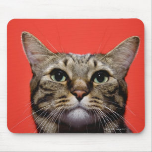 Mousepad Gato japonês que olha acima