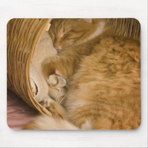 Mousepad Gato laranja dormindo na cesta