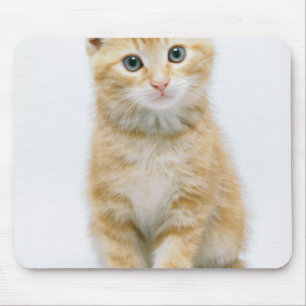Mousepad Gato malhado da laranja doce