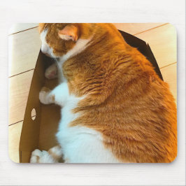 Mousepad Gato malhado do gengibre na caixa de cartão