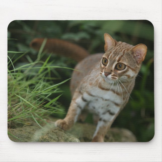 Mousepad - gato manchado oxidado (Frente)