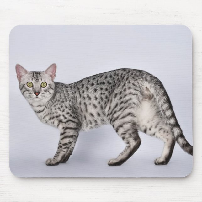 Mousepad Gato Mau Egípcio Raro (Frente)
