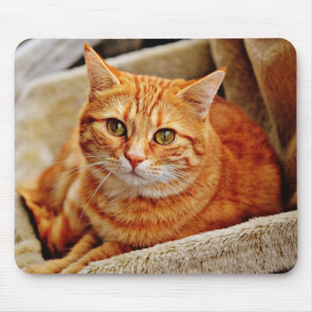Mousepad gato, mesa, natureza (Frente)