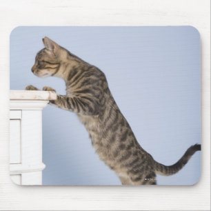 Mousepad Gato na cadeira, Dusseldorf, norte