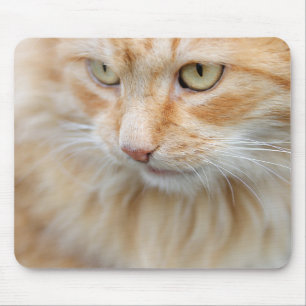 Mousepad Gato, natureza, gatinho
