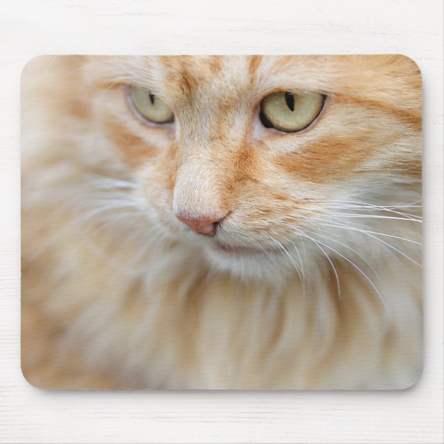 Mousepad Gato, natureza, gatinho (Frente)