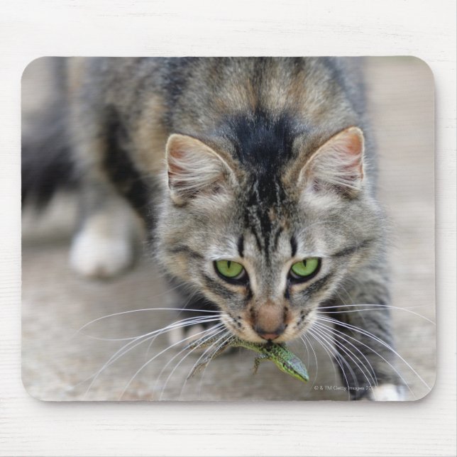 Mousepad gato pegou um lagarto (Frente)