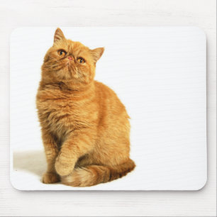 Mousepad Gato persa