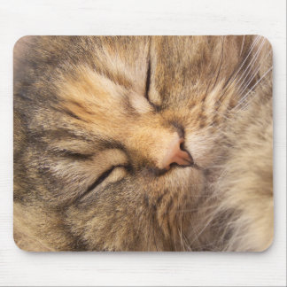 Mousepad Gato persa adormecido