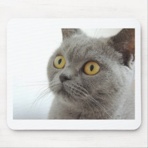 Mousepad Gato Pet Animal Grumpy Frita Paz Destino De Amor