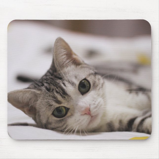 Mousepad Gato, Pet, Natureza (Frente)