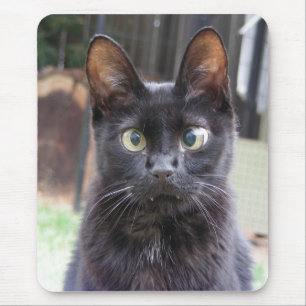 Mousepad Gato preto do gatinho