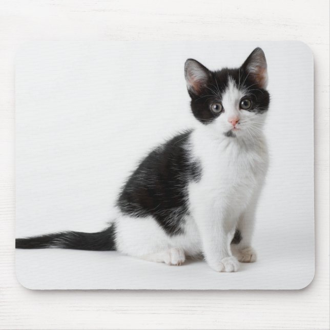 Mousepad Gato preto e branco do gatinho peludo engraçado (Frente)