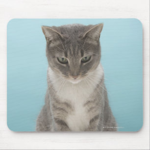 Mousepad Gato que olha o rato do brinquedo no tapete