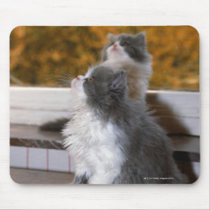 Mousepad Gato que senta-se e que olha acima