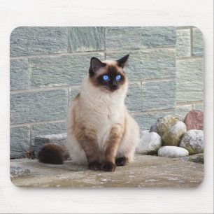 Mousepad Gato, Siamês, Animal