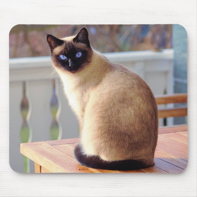 Mousepad Gato siamês lindo com olhos azuis (Frente)