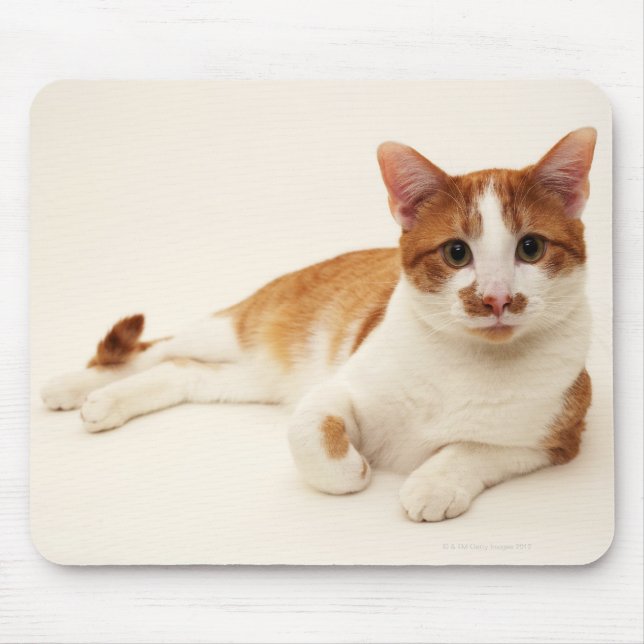 Mousepad Gato sobre fundo branco (Frente)
