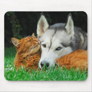 Mousepad Gato somali e amigos siberianos Husky bonitos amon