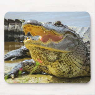 Mousepad Gator. Face a face