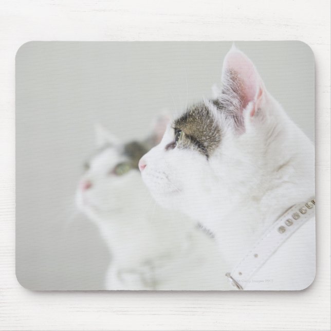 Mousepad Gatos (Frente)