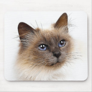 MOUSEPAD GATOS