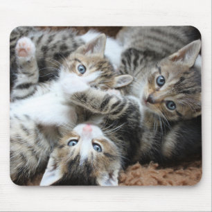 Mousepad gatos, animais de estimação, ressaca