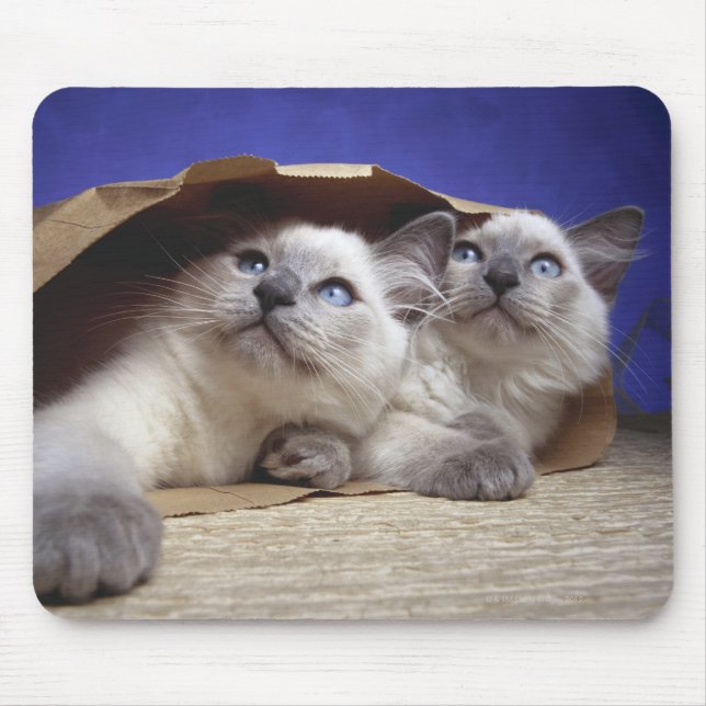 Mousepad Gatos em sacos de papel (Frente)