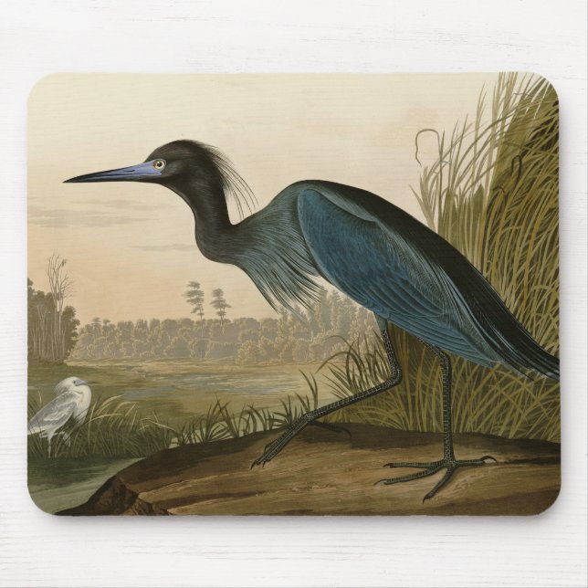 Mousepad Gaveta Garça Azul Audubon Impressão Arte Costeira (Frente)