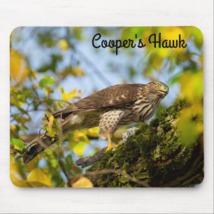 Mousepad Gavião de Cooper