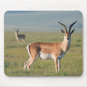 Mousepad Gazela de Grant, Cratera de Ngorongoro, Ngorongoro