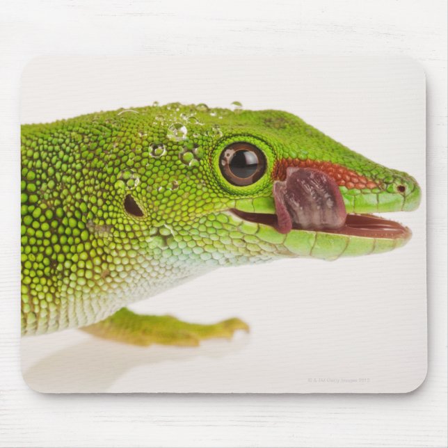 Mousepad Gecko do dia de Madagáscar (Phelsuma madagascarien (Frente)