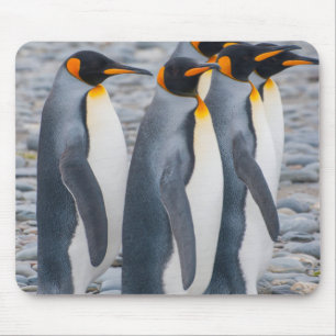 Mousepad Geórgia do Sul. Pinguins-imperadores