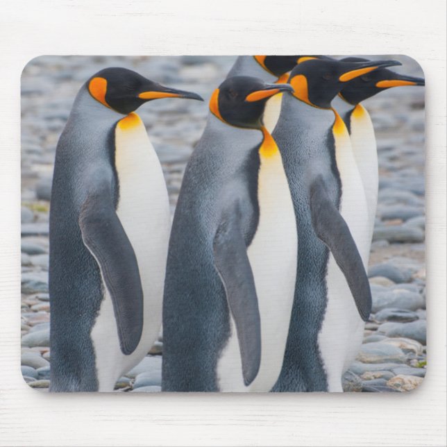 Mousepad Geórgia do Sul. Pinguins-imperadores (Frente)
