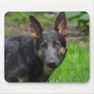 Mousepad German shepherd azul