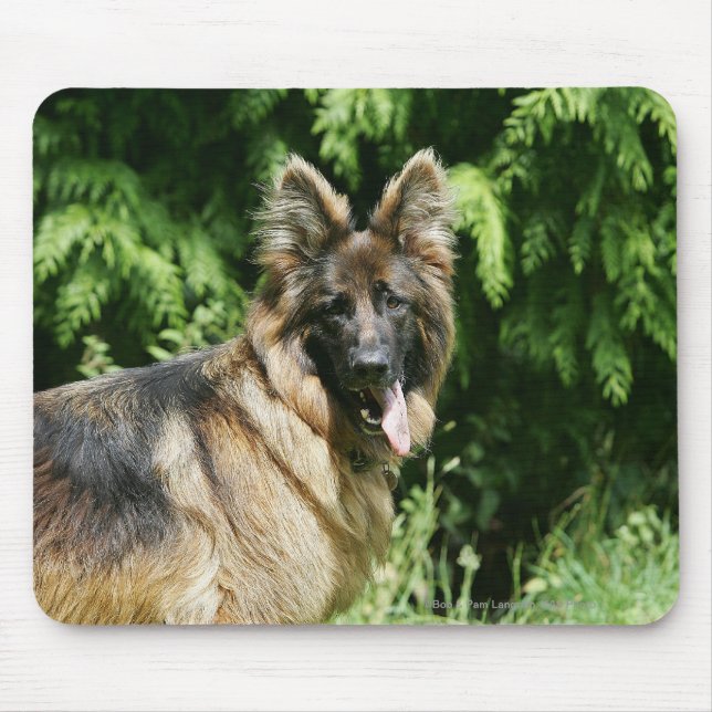 Mousepad German shepherd de cabelos compridos 1 de Brown (Frente)