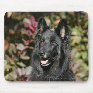 Mousepad German shepherd de cabelos compridos preto