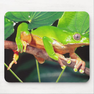 Mousepad Giant Bicolor Monkey Treefrog, Phyllomedusa