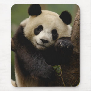 Mousepad Giant panda Ailuropoda melanoleuca) Família