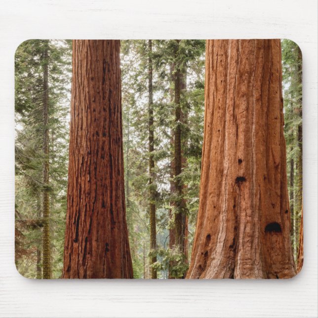 Mousepad Giant Sequoia Panorama (Frente)