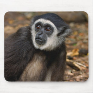 Mousepad Gibbon Branco-Entregue (Lar) do Hylobates,