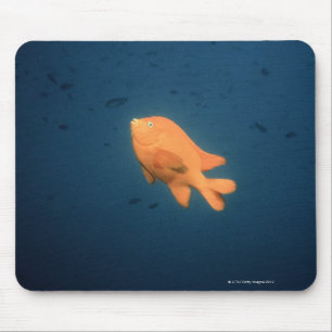 Mousepad Girabaldi