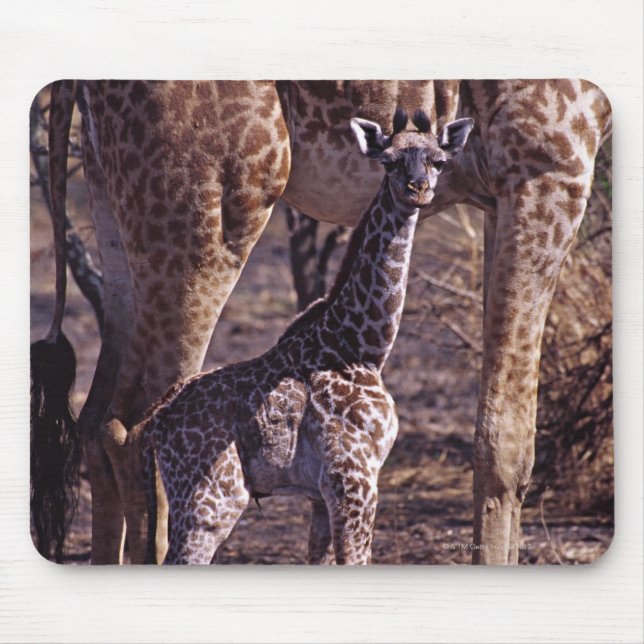 Mousepad girafa-bebê e mãe, Tanzânia (Frente)