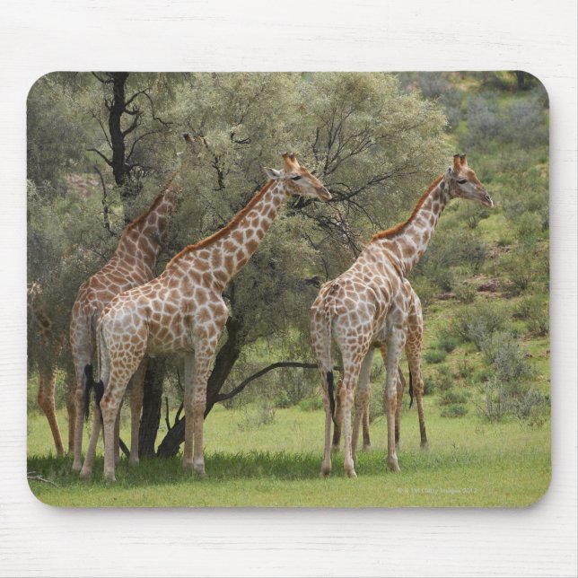Mousepad Girafa, Girafa camelopardalis, Kgalagadi 2 (Frente)