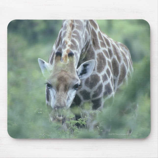 Mousepad Girafa (Giraffa camelopardalis) alimentada com (Frente)