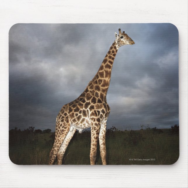 Mousepad Girafa (Giraffa camelopardalis) em dramático (Frente)