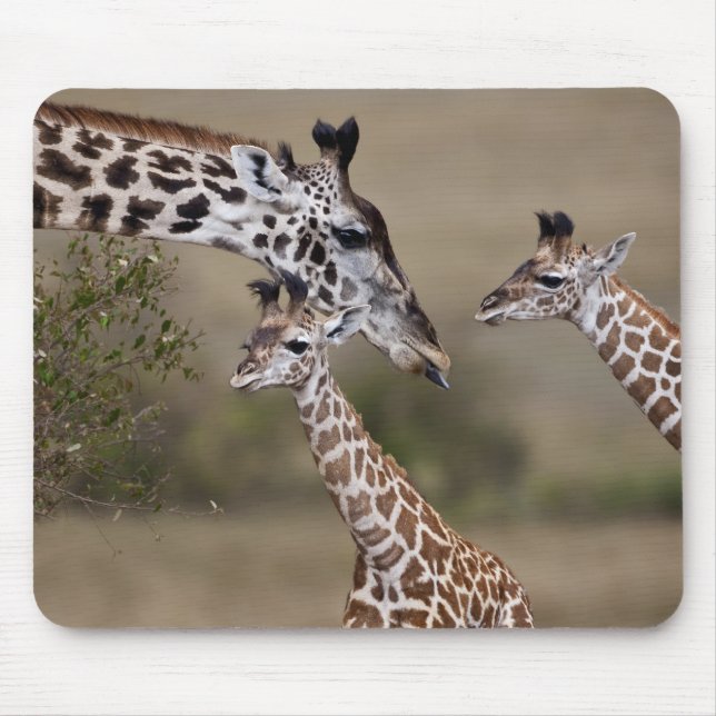 Mousepad Girafa Masai (Giraffa tippelskirchi) (Frente)
