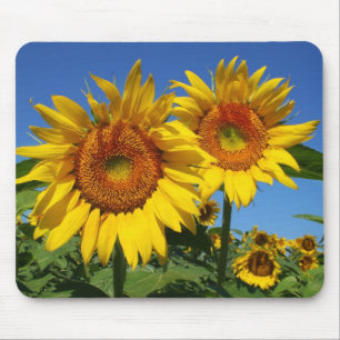 Mousepad Girassóis, tapete do rato