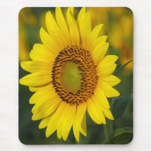 Mousepad Girassol